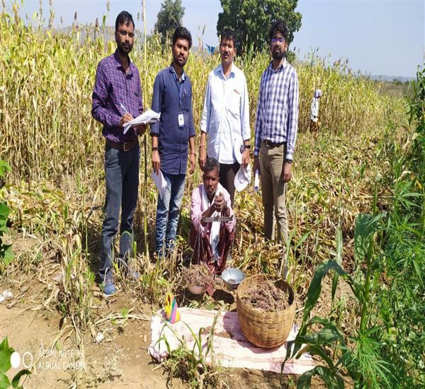 Kumuram Bheem District                                                                                                                                                                                                                                     - Crop Cutting Expts.,                                                                                                                                   - JOWAR CCE harvesting conducted at Pipri village of Kerameri mandal.                                                                                                                                                                                             - dt.19/02/2020          